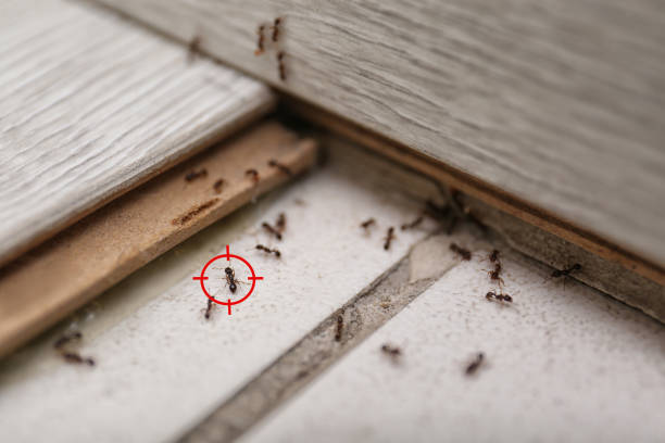 Reliable Rome, GA Pest Control Solutions